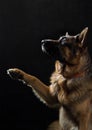 photograph of a dog breed german shepherd taken in a studio on a dark background