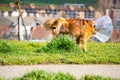 photograph of dog with Elizabethan collar in the park on the grass. castration wound