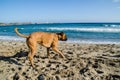 Photograph of a dog running along a beach in Menorca