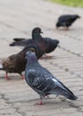 Photograph of a dove from the back