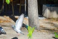 Photograph of a dove landing and a parakeet beginning the flight.