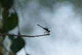 A photograph of a dragon fly on a branch against the sky