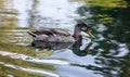 photograph of a duck on a watercourse near treviso, on the sile river along the restera