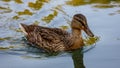 photograph of a duck on a watercourse near treviso, on the sile river along the restera