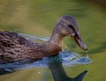 photograph of a duck on a watercourse near treviso, on the sile river along the restera.