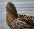 photograph of a duck on a watercourse near treviso, on the sile river along the restera