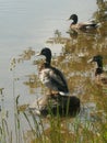 Photograph of ducks sitting on the river bank and looking in one direction. Royalty Free Stock Photo