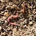 Photograph of an earthworm .Lumbricidae. Royalty Free Stock Photo