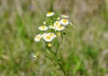 Eastern daisy fleabane flower blooming Royalty Free Stock Photo