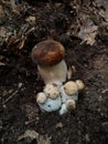 Edible forest mushrooms