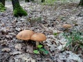 Edible forest mushrooms