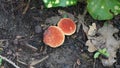 Elf cups and allies mushroom Royalty Free Stock Photo