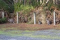 Photograph of a family of Bennetts Wallabies on King Island