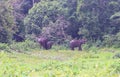 Family of Indian Elephants Grazing in Periyar National Park