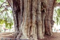 Famous tree of Tule in Oaxaca Mexico