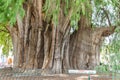 Famous tree of Tule in Oaxaca Mexico