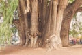 Famous tree of Tule in Oaxaca Mexico