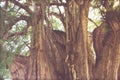 Famous tree of Tule in Oaxaca Mexico