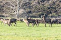 Photograph of farmed Deer grazing in a green field in New Zealand