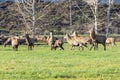 Photograph of farmed Deer grazing in a green field in New Zealand