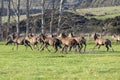 Photograph of farmed Deer grazing in a green field in New Zealand