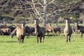 Photograph of farmed Deer grazing in a green field in New Zealand