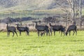 Photograph of farmed Deer grazing in a green field in New Zealand