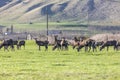 Photograph of farmed Deer grazing in a green field in New Zealand