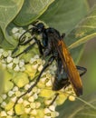 Tarantula Hawk Wasp