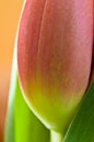 Tulip shape and color
