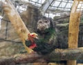 The photograph features a capuchin monkey eating a piece of fruit. Mammals Royalty Free Stock Photo