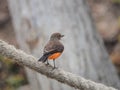 A female Pyrocephalus bird on a rope