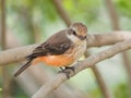 A female Pyrocephalus bird in nature