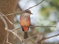 A female Pyrocephalus bird in nature