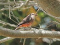 A female Pyrocephalus bird in nature