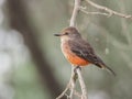 A female Pyrocephalus bird in nature