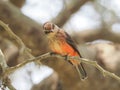 A female Pyrocephalus bird in nature