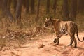 Photograph of female tiger while she was in morning stroll