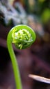 Photograph of a Fern Fiddlehead Royalty Free Stock Photo