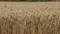 Grain field before harvest Royalty Free Stock Photo