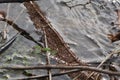 Fire ants trying to survive high water in TX