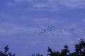 Photograph of flocks of flying birds in the evening sky Royalty Free Stock Photo