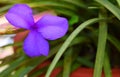 Flower with Three Lilac Lavender Petals with Green Grass Leaves Nature Floral Background Royalty Free Stock Photo