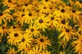 Photograph of flowers of a plant rudbeckia