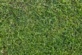 Green grass background pattern top view with visible texture Royalty Free Stock Photo
