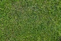 Green grass background pattern top view with visible texture Royalty Free Stock Photo