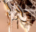 Crane flies on tent caterpillar nest. Royalty Free Stock Photo