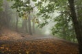 Misty trail in the forest