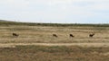 Four large mule deer bucks at the Rocky Mountain Arsenal Wildlife Refuge in Colorado.