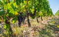 French vines in the french Haut-Medoc region